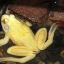 개구리PC 이미지