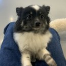 멍멍으르렁컹컹 부대찌개 이미지