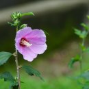 무궁화 Hibiscus syriacus L. 이미지