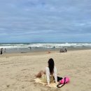 양양 푸드뱅크 | 호주 자유 브리즈번여행 셋째날 : 브리즈번에서 골드코스트 고카드, 트램, 서퍼스파라다이스 바다수영...