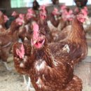 행복한신선농장 이미지