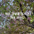 씨유제주신흥점 | 제주 겹벚꽃 실시간 감사공묘역 개화 상태 꽃비 내리는 조천 가볼만한곳
