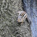 아기다람쥐 이미지