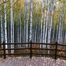 자작나무숲 주차장 이미지