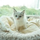 노블랙돌 이미지