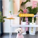 Coco Grooming 네이버블로그
