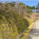 삼선산수목원 벚나무 이미지