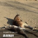 동산6세천 | 구미 나들이 아이랑 가볼 만한 곳 쥬쥬동산 구미 동물원 솔직후기