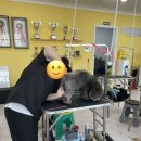 청주삼성약국 | 청주마스터펫애견미용학원 | 푸들의 다양한스타일미용 마스터하기