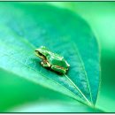 청개구리 이미지