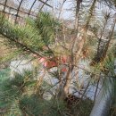 샤론팰리스 이미지