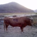 대림농장 이미지