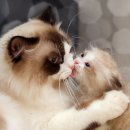 허갈닭강정 - 서산시 예천1로 32 | 허갈닭강정