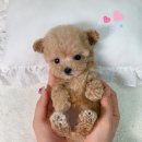 타이니펫 송파헬리오시티점 | &#34;말티푸성견크기 이해하기: 사랑스러운 아이가 얼마나 클까?&#34;