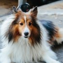 운정호수동물메디컬센터 이미지