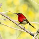 Crimson Sunbird 백화령 이미지