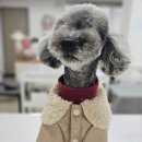 펫 디자인(강아지 옷 만들기) 이미지