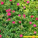 장미마트 이미지