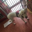 갈마애견 이미지