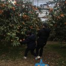 광령귤나무 | [제주귤체험]맛동산정우감귤농장 : 사계절귤체험