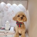 하니 그루밍( Hani Grooming) 이미지