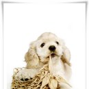 아지사랑 이미지