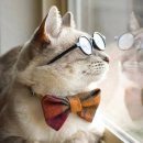 동탄호수동물병원 이미지