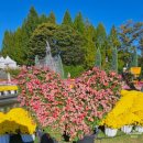 임실푸르밀우유대리점 | 임실치즈 테마파크(치즈 축제 &amp; 국화 전시)후기