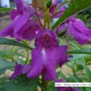 사랑으로 이미지