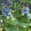 태천농장 이미지