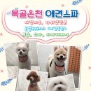 복골온천 애견스파 네이버블로그