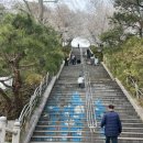 희망로509번길 | 서울근교 성남 한적한 벚꽃명소 희망대공원| 벚꽃뷰 피크닉 가능한 곳