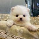 아띠퍼피 이미지