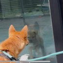 동물자유연대 부속 동물병원 이미지