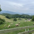 원영목장 이미지