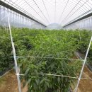 인하농장 이미지