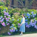 유정1955 | 부산 수국 카페 유정 1955 개화 인생샷 후기