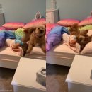 꼬마강아지 이미지