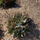 보라색라임 이미지