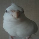 [청주시 오송읍 공북리 근처] 16년 10월 이후 온 몸이 흰색, 머리털이 뿔모양인 앵무새를 찾아요. 이미지