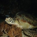 Sabang turtle 이미지