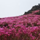 황지우의 ＜꽃피는, 삼천리 금수강산＞ 감상 / 권순진 이미지