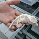 라피스게코 이미지