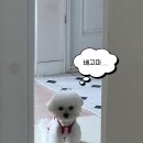 강아지옷 누핀 NOOPYN 후기 내돈내산