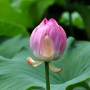 신평저수지 이미지