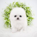 천안 강아지분양 도로시펫 이미지