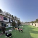 행복하개 밝개 자신있개 이미지