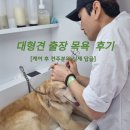 미용해·독 | [공지] 대형견 출장 목욕 클린독 견주분들이 직접 쓴 100% 실제 후기