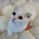 도그마루 강아지 고양이 울산점 이미지