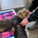 포근하개 이미지